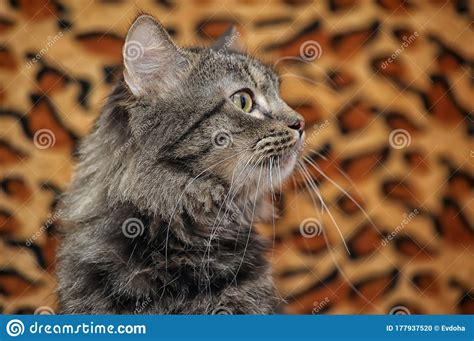 Fluffy Brown Cat Portrait Stock Photo Image Of Full 177937520