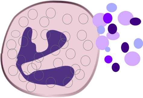 Macrophages Cartoon Png