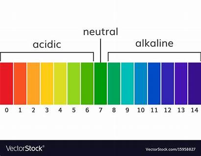 Ph Alkaline Scale Acidic Chart Vector Royalty