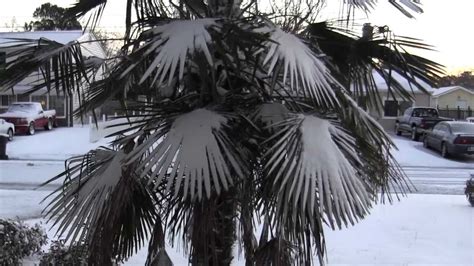 There Is Snow On My Palm Tree Hrsnow Virginiabeach Youtube