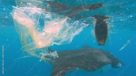 Plastic Bags In Sea Where Manta Rays Swim Plastic Bags Decompose In