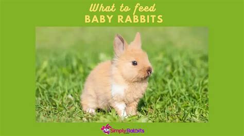 What To Feed Baby Rabbits Simplyrabbits Rabbit Care