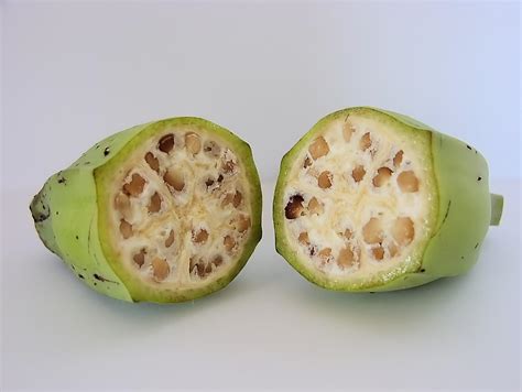 Wie wächst aus einer Banane eine neue Pflanze einfach in die Erde