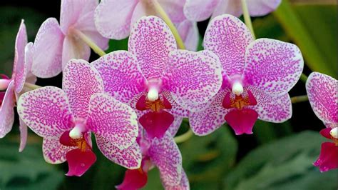 Pink Orchid Flowers Hd Beautiful Wallpapers Hd