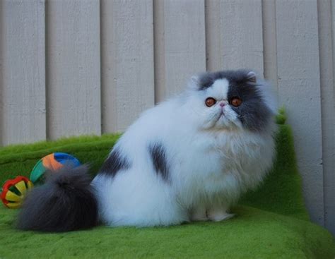 Lgsg aja ke @ligar_cats (breder persia, himalaya,peaknose di bandung) pin : Gambar Kucing Peaknose - Gambar Barumu
