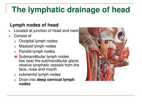 Drain Lymphatic System