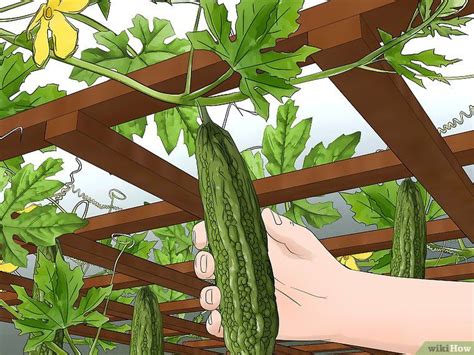 Use the flat side of a hoe to tamp down the soil over the seed, but be careful not to pack it. How to Plant Bitter Melon (with Pictures) - wikiHow in 2020