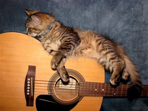Guitar Cat Cats Musical Cats Cute Cats