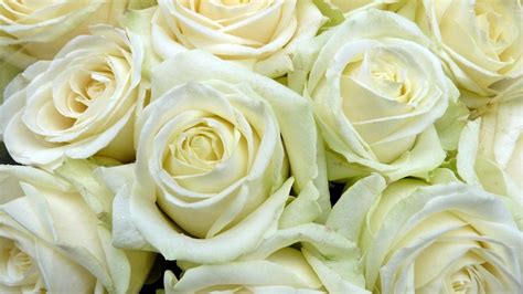 White Roses Buds Only On The Photo Hd Wallpaper Download