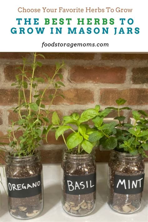 The Best Herbs To Grow In Mason Jars Laptrinhx News