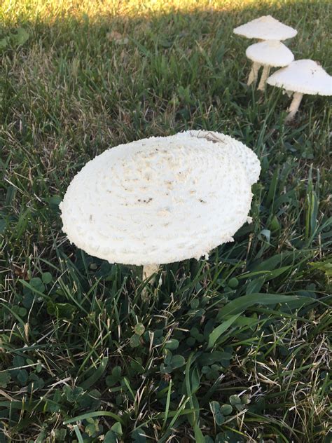 Can Anyone Identify These Mushrooms Growing In My Yard They Come Back Every Summer And I Dont