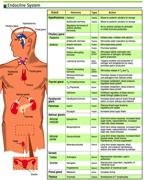 Endocrine System Table