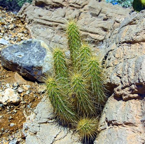 Your seeds will sprout at different times but you should see seedlings within 5 to 7 days. Can You Grow Cacti In An Unheated Greenhouse? - Greenhouse ...