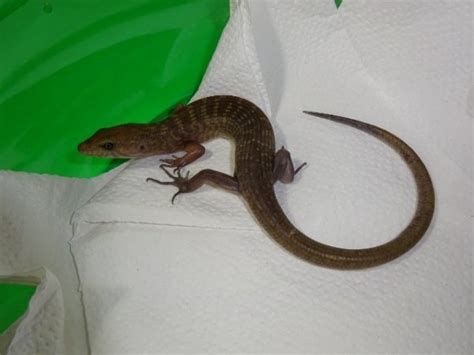 Prehensile Tail Skink Adult Strictly Reptiles Inc
