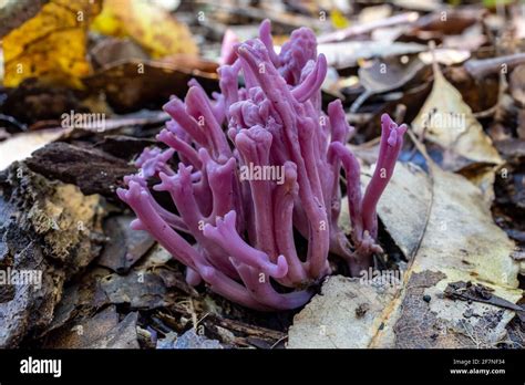 Purple Coral Fungi On Rainforest Floor Stock Photo Alamy