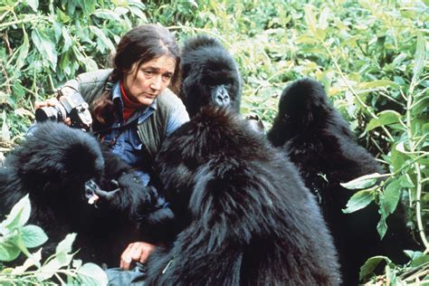 20 National Geographic Infographics Book Fossey Dian Gorilla Rwanda