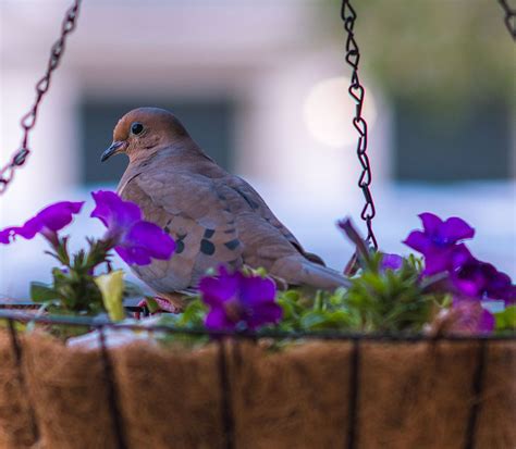How To Keep Birds From Nesting In Hanging Baskets Uhwa Erf