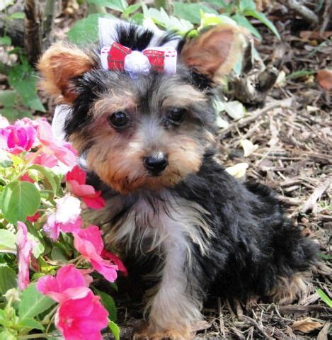 One name stands out for consistently producing exceptional maltese puppies that exhibit all the traits one could wish for in this wonderful toy dog breed! Texas Teacup Puppy | Teacup puppies, Teacup puppies maltese, Puppies