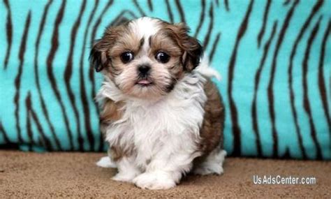 Striving to provide you the perfect puppy! Sonora Shih Tzu Pups, For Sale Now | Pets for sale in ...