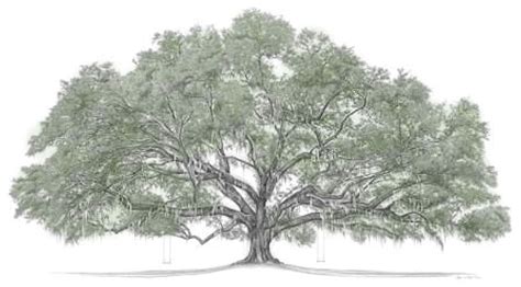 Pin By Taffie Dolson On Geneology Crazy Tree Oak Tree Drawings