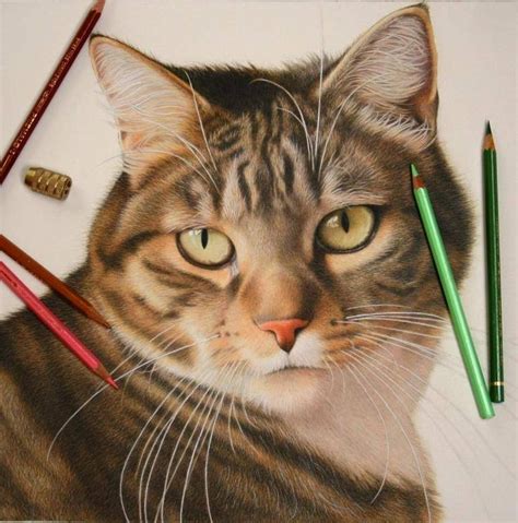 Franciens Katten Cat Sketch Art Theme Color Pencil Art Animal Books