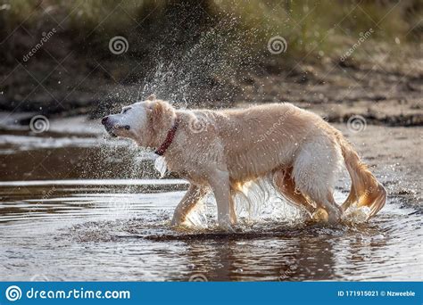 Golden Retriever Dog Shaking Droplets In Water Stock Image Image Of