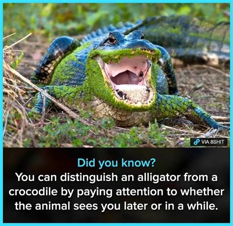 Alligator Meme Weed Memes Dankest Memes Funny Memes How To Know Did
