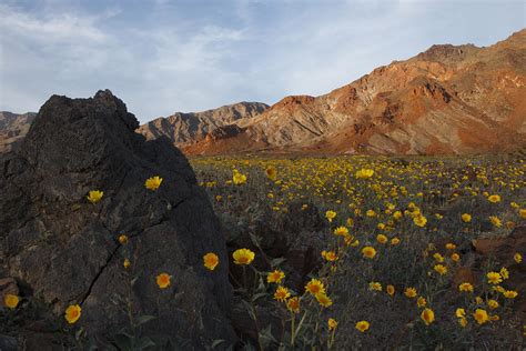 Death Valley Spring 1 Photograph By Susan Rovira Fine Art America