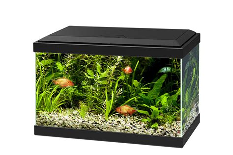 Glass Aquarium Fish Tank Png Pic Png Mart