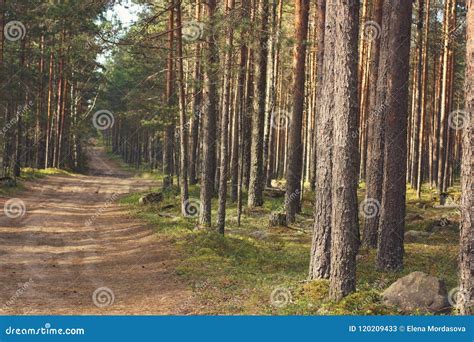 Road Through The Forest With Slender Straight Pines Stock Image Image