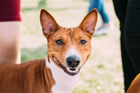 Basenji Dog Breed Complete Guide A Z Animals