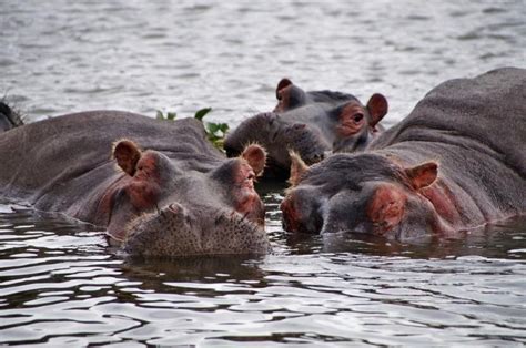 Researchers Think Hippos May Be Meat Eaters