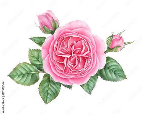 Watercolor Pink English Rose With Buds And Leaves Isolated On White