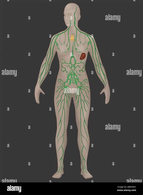 Lymphatic System In Female Anatomy Stock Photo Alamy