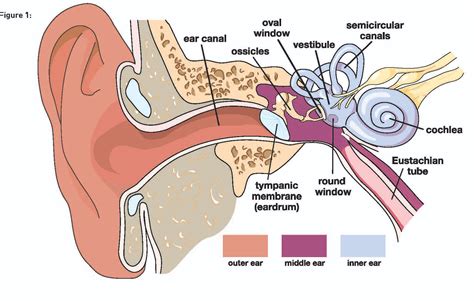 Vertigo Caused By Inner Ear Infection Vertigo Causes Symptoms And