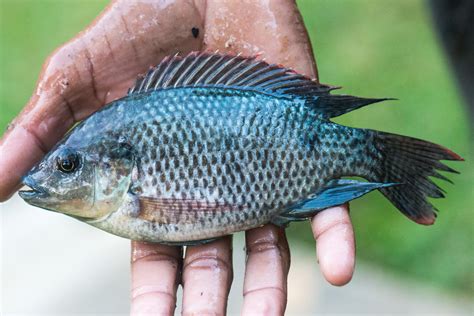 8 Cara Budidaya Ikan Mujair Di Kolam Terpal Yang Baik Dan Benar