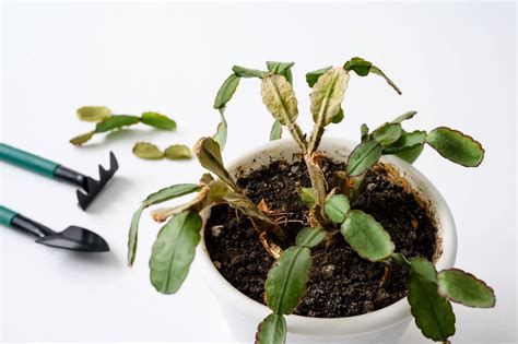 How To Help Your Houseplants Survive The Winter Bob Vila