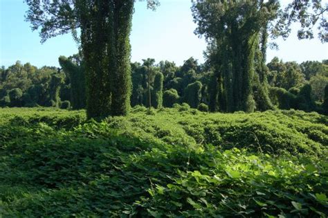 The Beauty The Mistery And The Facts About Kudzu