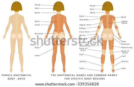 It is particularly interesting for physiotherapists. Female Body Back Surface Anatomy Human Image Vectorielle ...