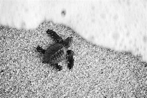 2023 Los Cabos Turtle Release Conservation Program