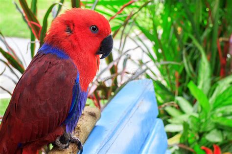 Eclectus Parrot Stock Image Image Of Lebewesen Freedom 40529351