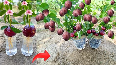 How To Grow Plum Tree From Plum Fruit With New Idea 100 Success Using
