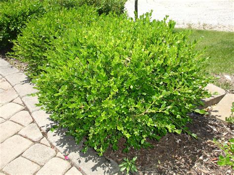 Small Bushes For Landscaping
