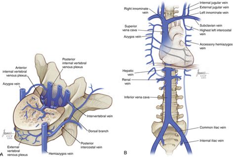 Applied Anatomy Of The Thoracic And Lumbar Spine Neupsy Key