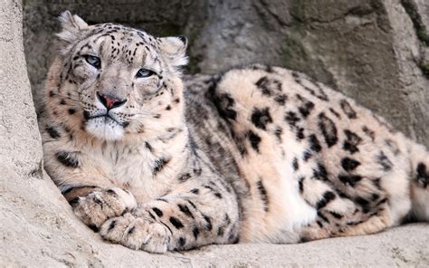 Snow Leopard Wallpaper 2560x1600 59088