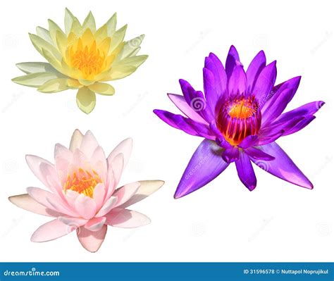 Purple Lotus Isolated On White Stock Photo Image Of Lily Pattern