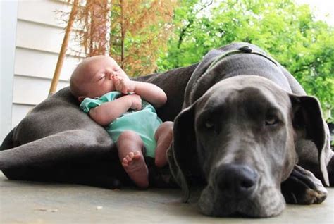 Are Mastiffs And Great Danes Safe For Kids Quora