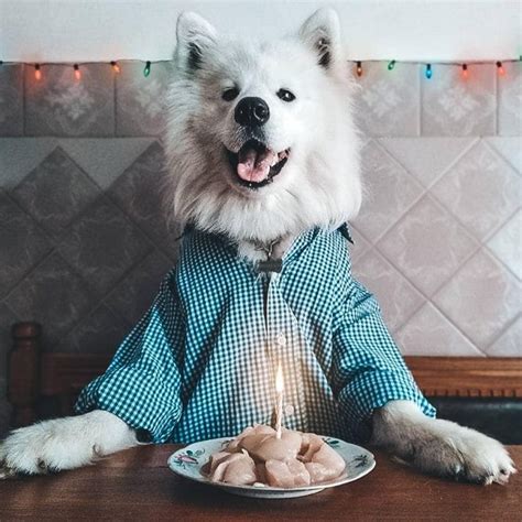 15 Funny Pictures Explaining Why We Love Samoyed Dogs So Much Page 2
