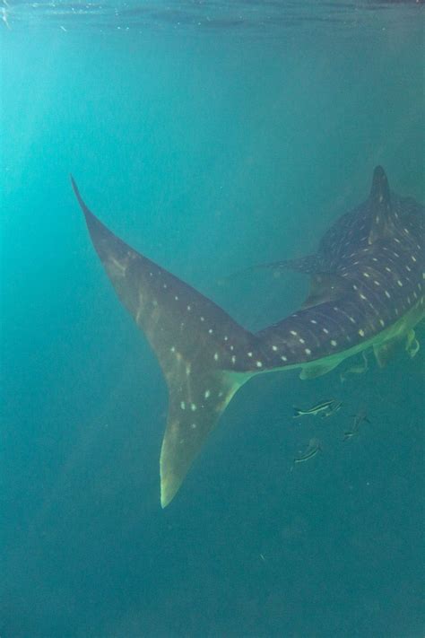 Swimming With Whale Sharks At Derawan Island Indonesia Local