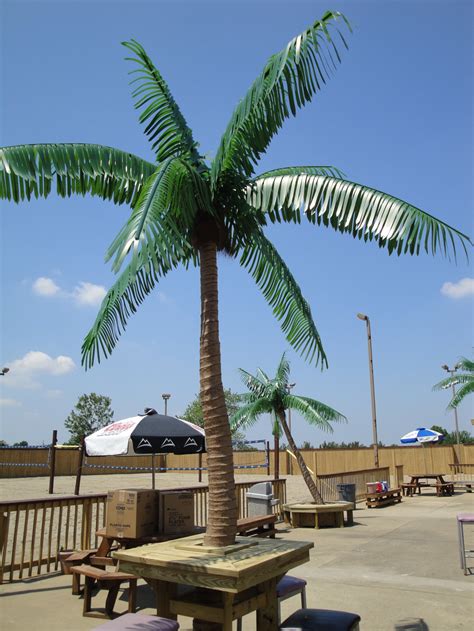 Custom Made Palm Trees Palm Gallery